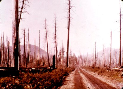 Road Through a Burned Area - Asahel Curtis photo