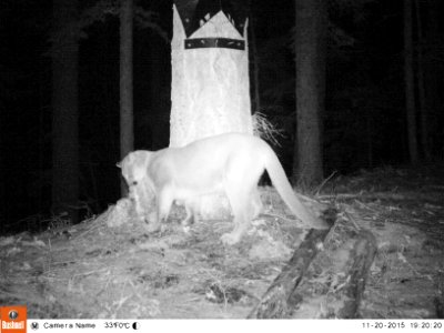 Cougar Caught on Critter Cam @ Night-Unknown