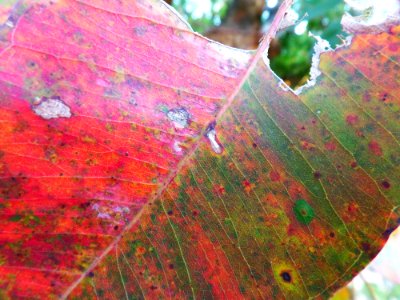 Leaves in colour photo