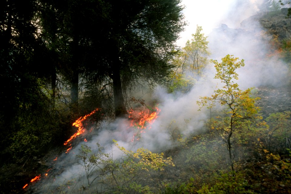 441 Prescribed Fire