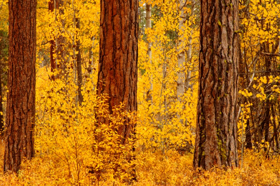 Fremont-Winema NF Fall color at Rocky Point