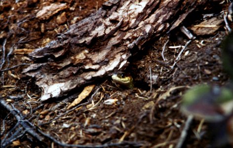 Umpqua NF - Snake Head