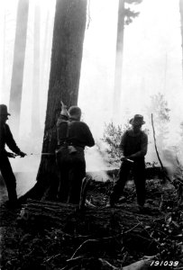 191039 Fire Fighting, Summit Creek Fire, Mt. Hood NF, OR 1924 photo