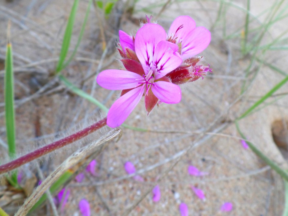 Flowers on the beach