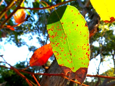 Sunny gum leaves photo