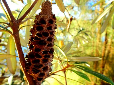 Banksia highrise