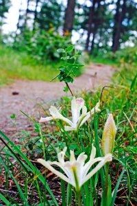 Wildflowers on Trail, Rogue River Siskiyou National Forest photo