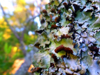 Curly lichen photo