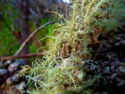 Mossy tree photo