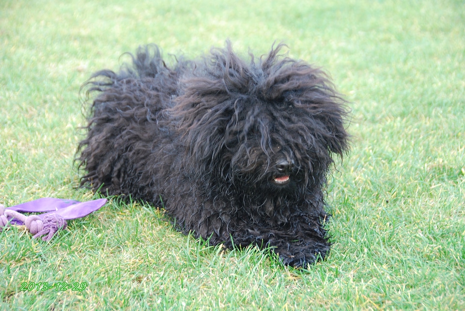 Canine adorable pet