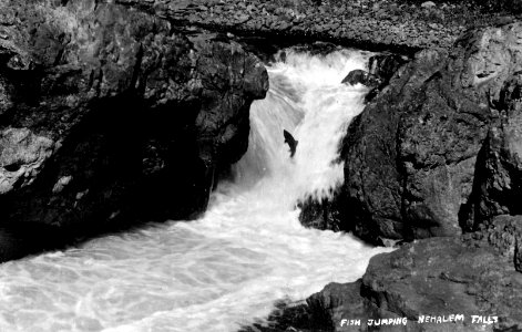 Nehalem Falls with Salmon Jumping, OR