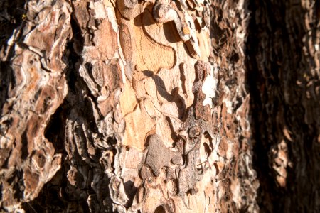 Log & Bark Detail-Fremont Winema photo