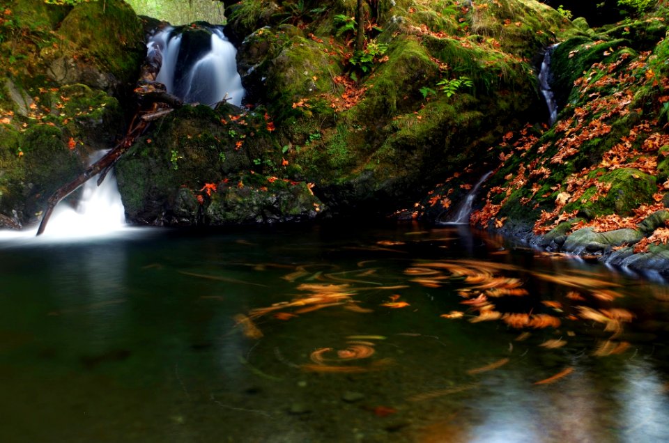 Fall Color Leaves and Waterfall, Olympic National Forest