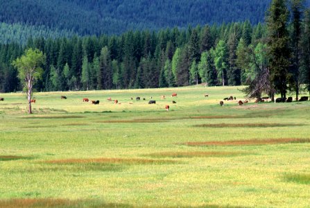 Cattle at Tiger Meadows, Colville National Forest photo