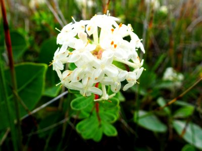 Circle of flowers photo