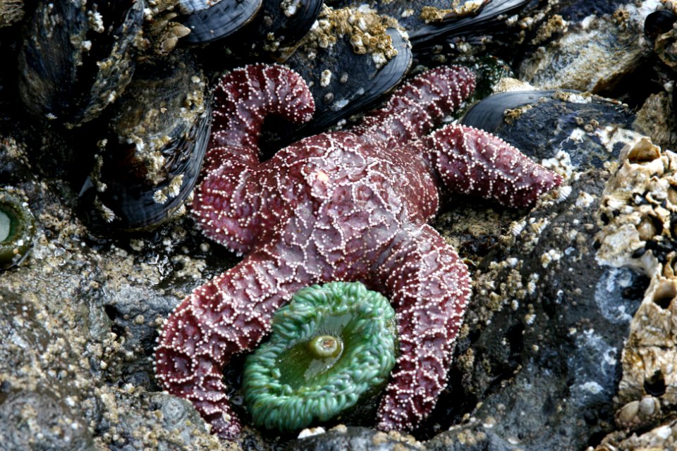 Sea Star and Barnacles at Cape Perpetua, Siuslaw National Forest