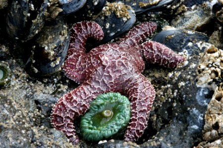 Sea Star and Barnacles at Cape Perpetua, Siuslaw National Forest photo