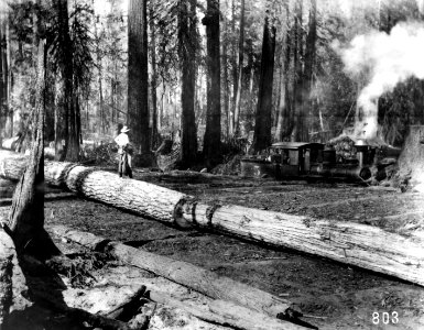803 RR Logging Operation - Pinchot Photo, WA 1897