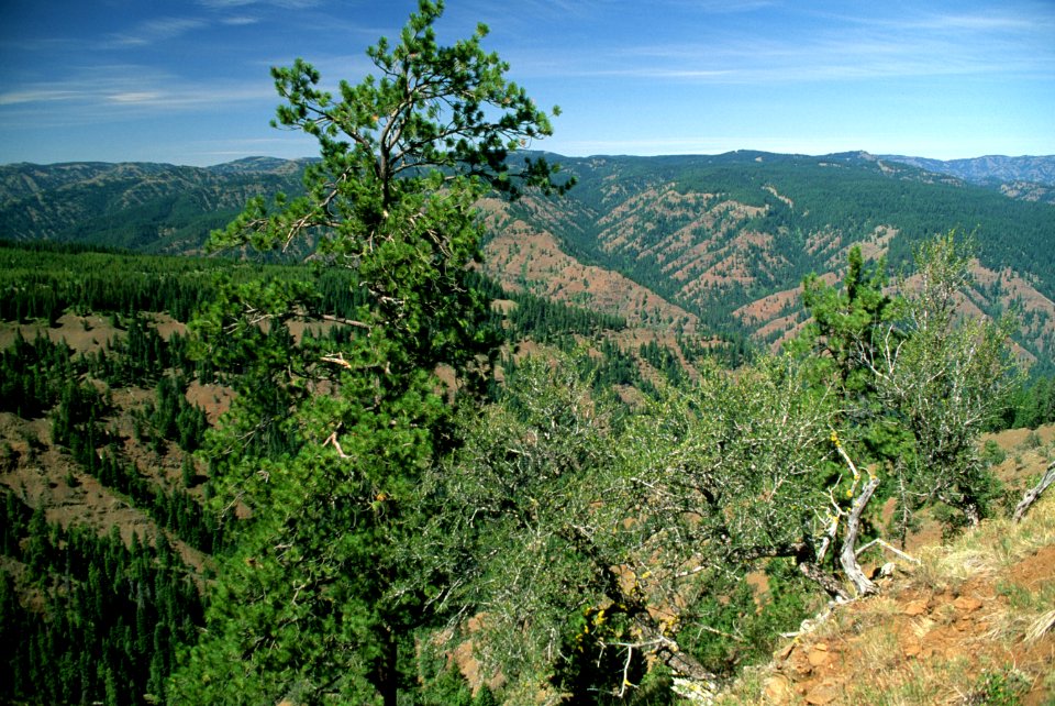 Wenaha-Tucannon Wilderness, Umatilla National Forest.jpg