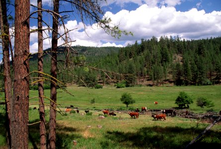 Cattle grazing, Ochoco National Forest.jpg photo