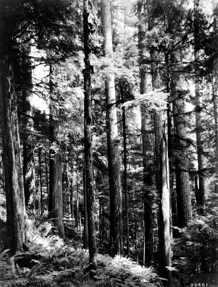 95451 Young WH Stand, Snoqualmie NF, WA 1911