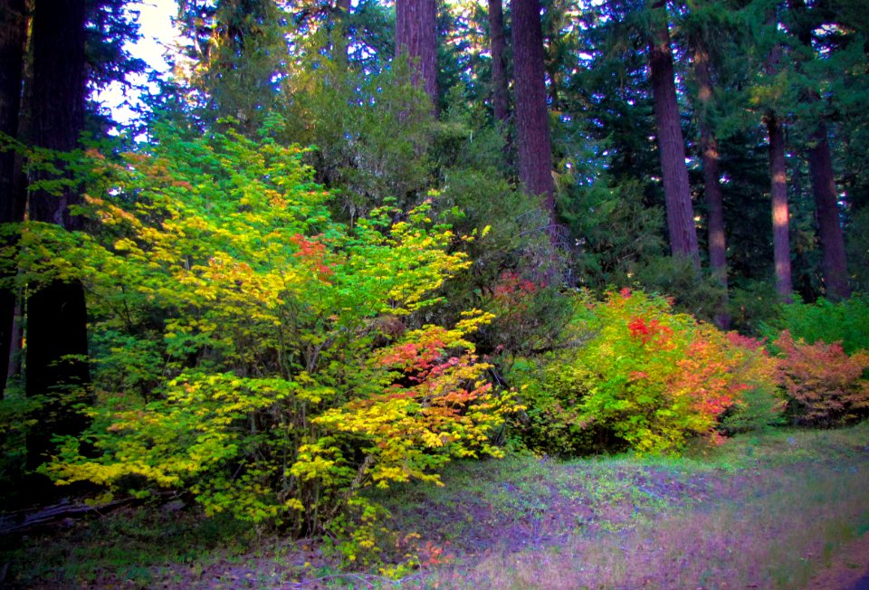 Aufderheide Drive Fall Color, Willamette National Forest photo