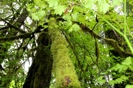 Vine Maples and Moss, Mt Hood National Forest