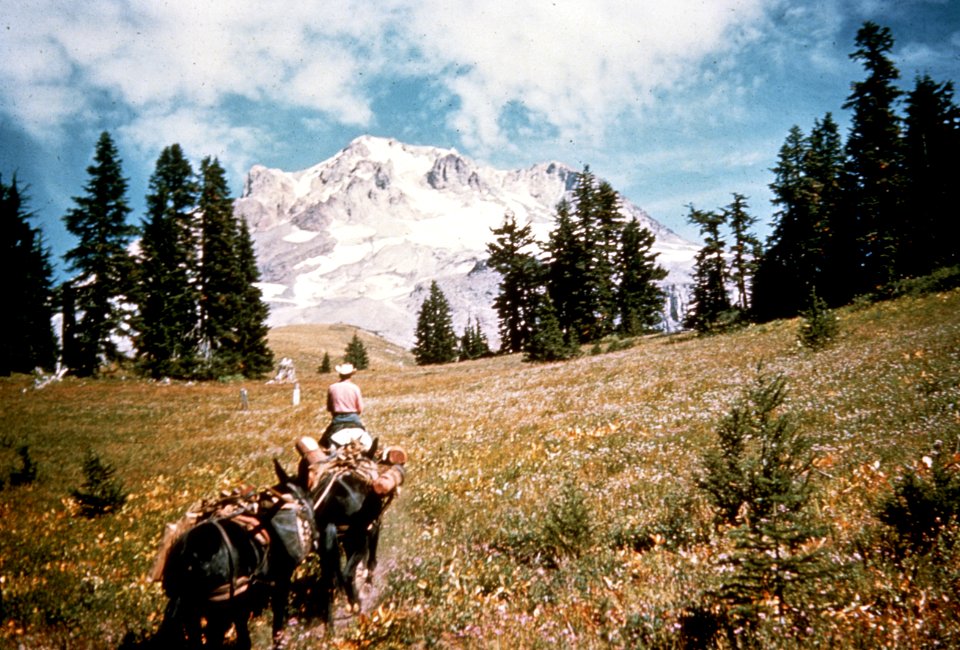 227 Mt Hood National Forest, pack train on the TLL-PCNST trail