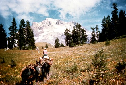 227 Mt Hood National Forest, pack train on the TLL-PCNST trail