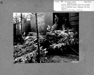 463505 Loading Bundled Christmas Trees into Boxcar near Shelton, Olympic NF, 1950