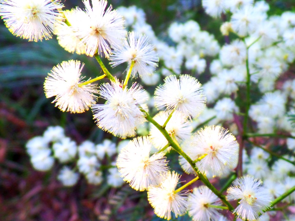 Wattle flower burst photo