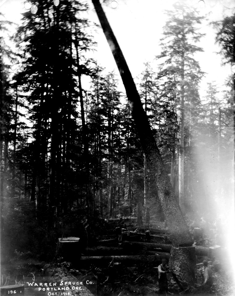 196 A Falling Spruce.  Camp 2-F near Waldport