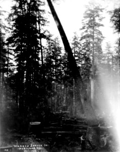 196 A Falling Spruce.  Camp 2-F near Waldport