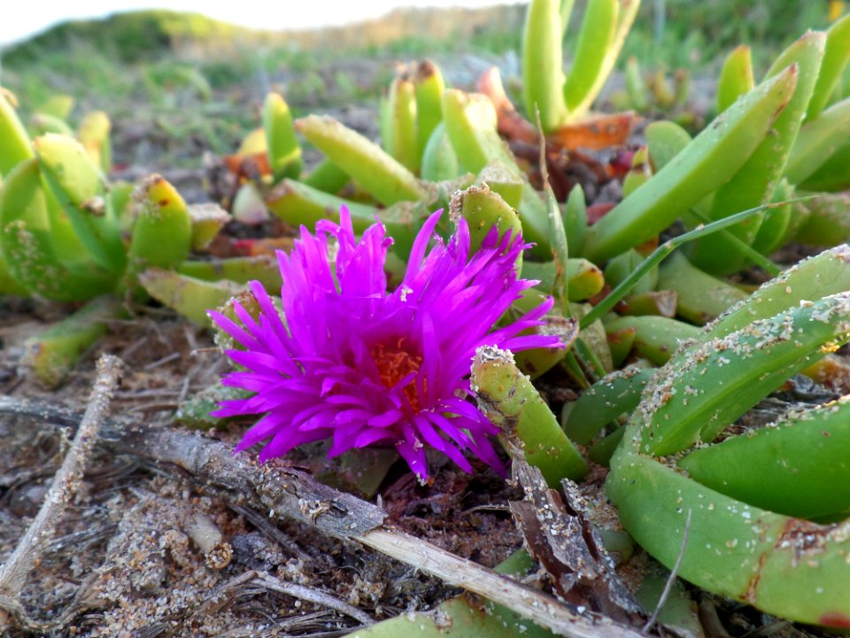 Australian pigface flower and plant