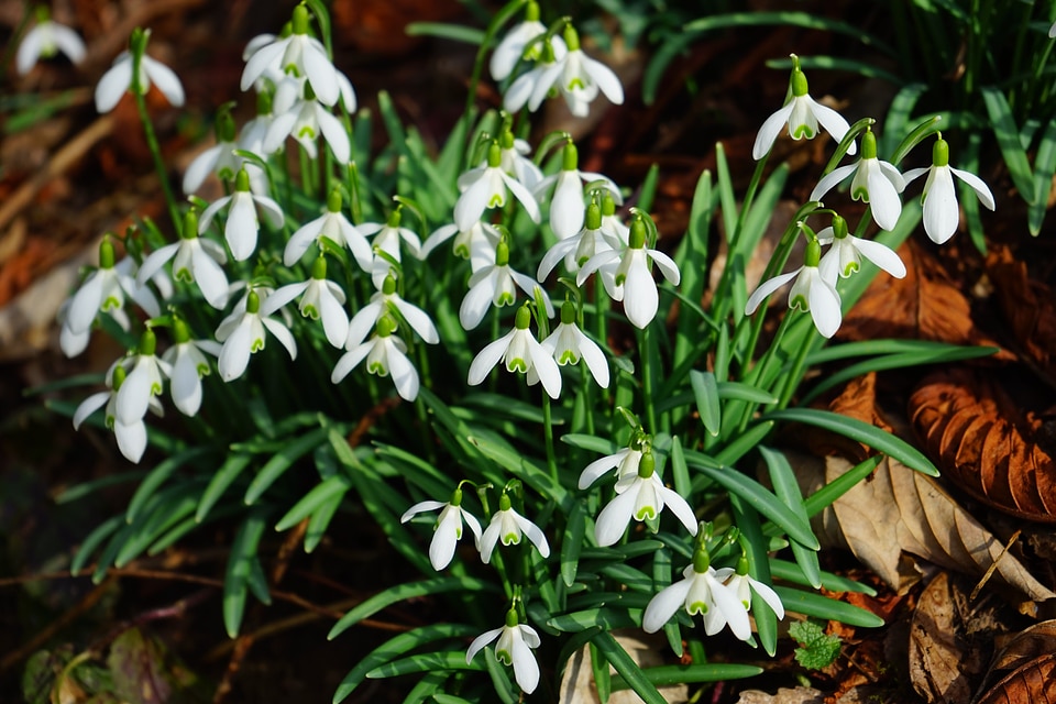 Spring flower plant close up