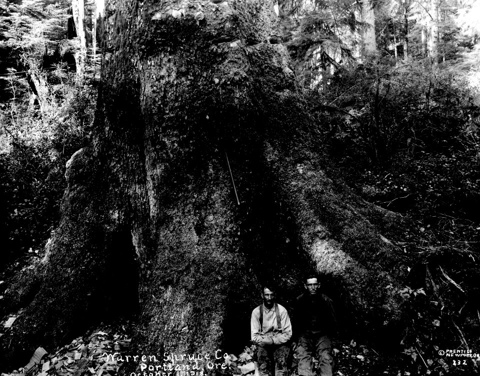 232 A Tree 9 ft at Cut - Over 20 ft at Ground, Camp 3-A, Tol