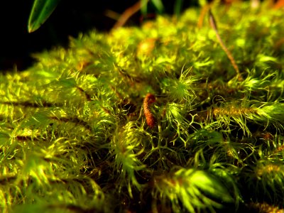 Moss covered tree