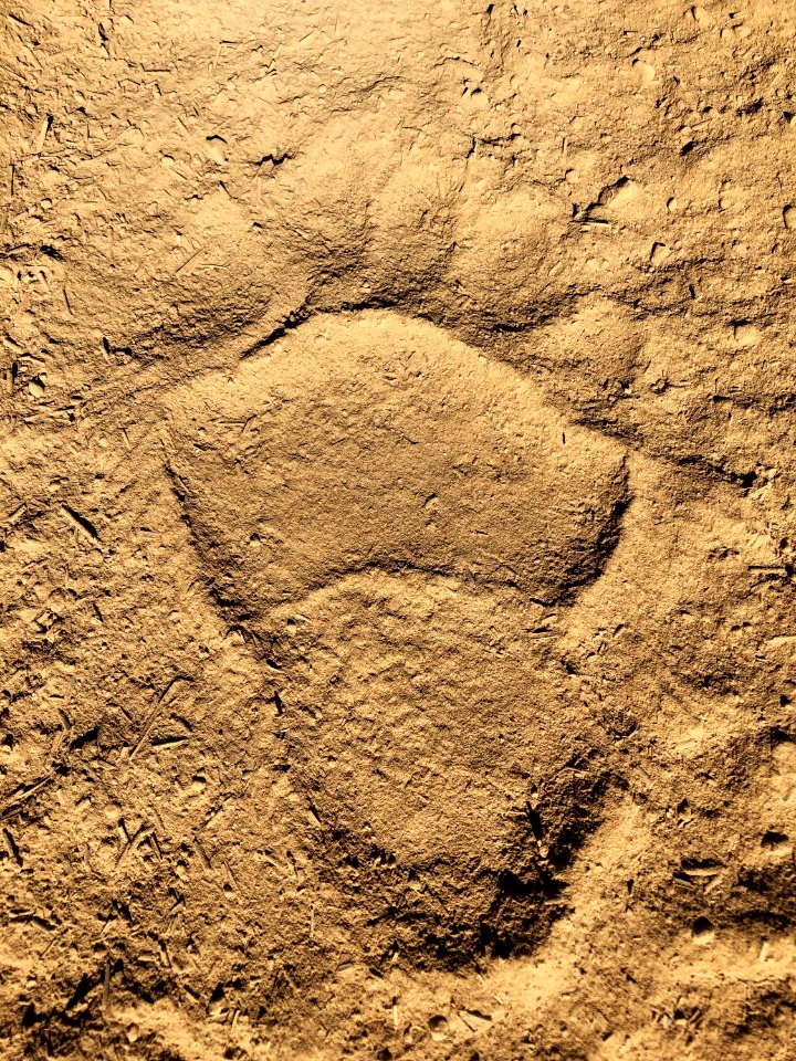 Bear print left in the dirt on a fire line, 8-31-2020