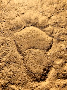 Bear print left in the dirt on a fire line, 8-31-2020