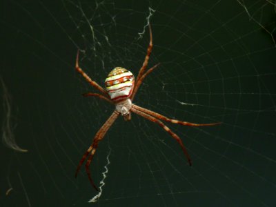 St Andrews Cross Spider (Argiope) photo