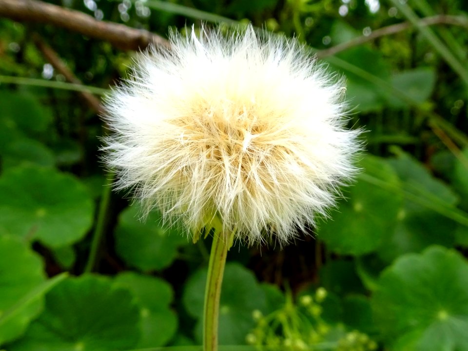 Puffball photo