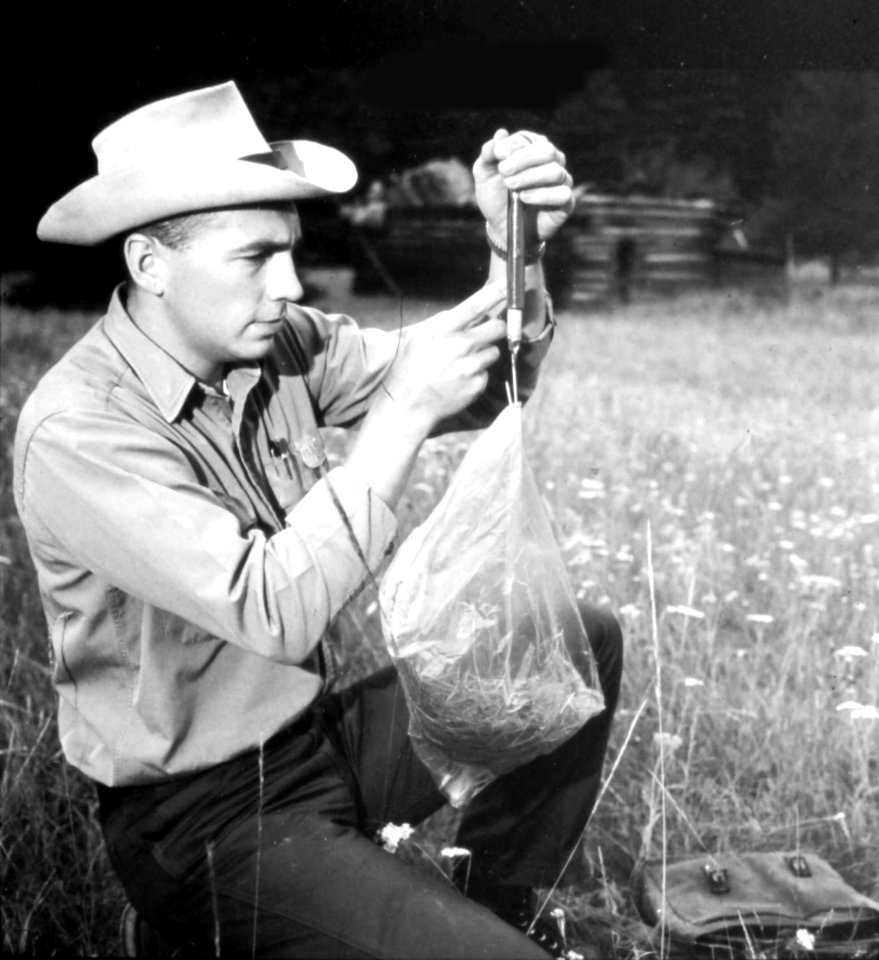 Wallowa-Whitman NF - Wildlife Biologist Bernie Carter Measuring Grass Seed, 1964