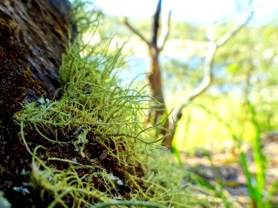 Lichen with a view photo