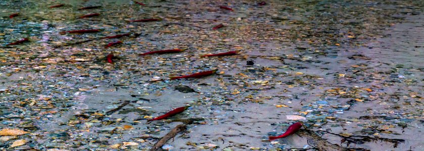 Baker River Salmon Spawning by Andy Porter, Mt Baker Snoqualmie National Forest