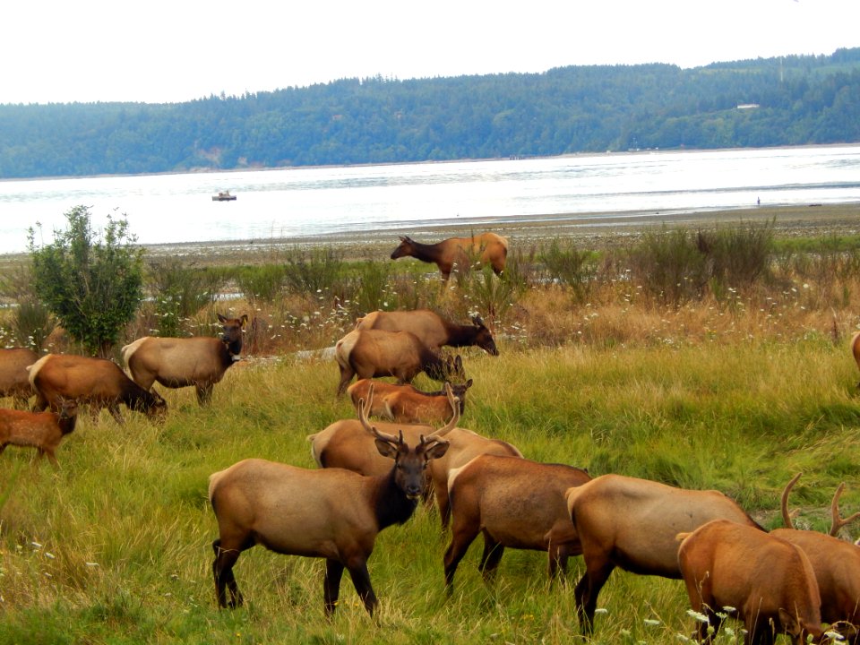 Dosewallips elk herd in August, along Highway 101 in Brinnon on Olympic Peninsula, by Karen Guzman