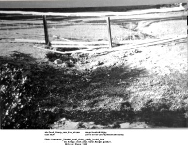 livestock05
