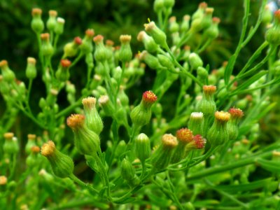 A tiny bunch of flowers