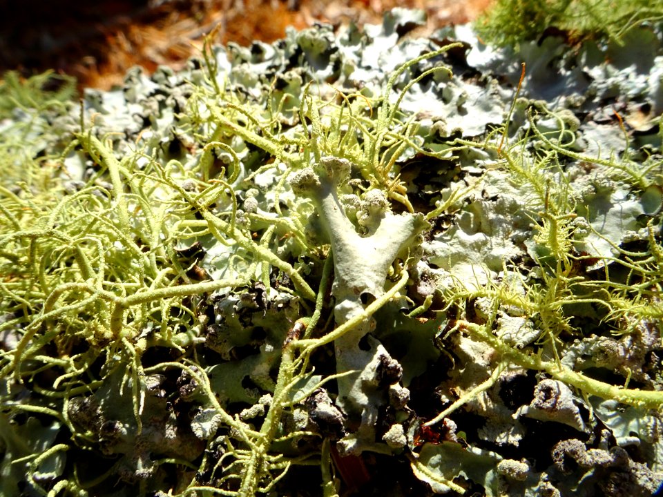 Forest of lichen