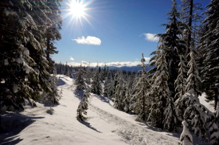 Snowshoe Trail in Winter, Willamette National Forest photo