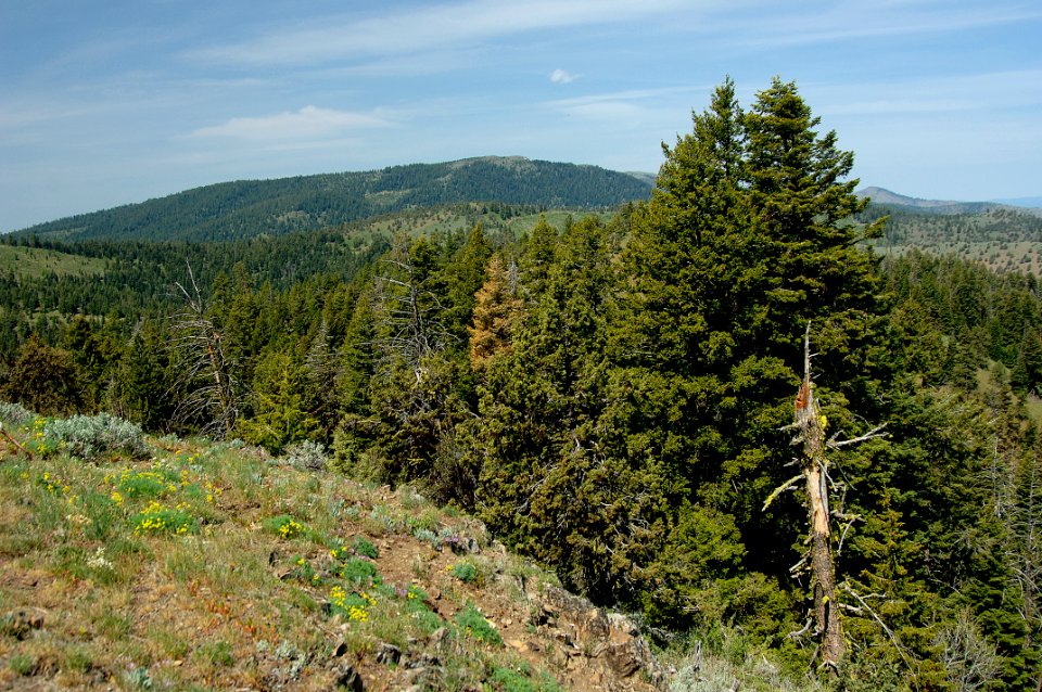 Balsamroot & Valleys from Fall Mountain-Malheur photo